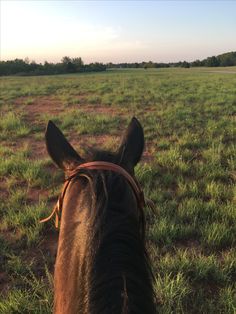 the back end of a horse's head in an open field at sunset or sunrise