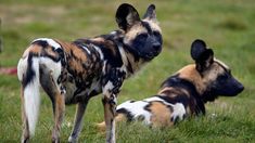 two wild dogs sitting in the grass with one looking at the camera and the other staring