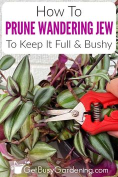 a person holding a pair of red scissors in front of some plants with text overlay reading how to prune wandering jew to keep it full and bushy