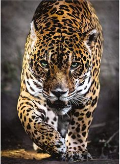 a large leopard walking across a dirt field