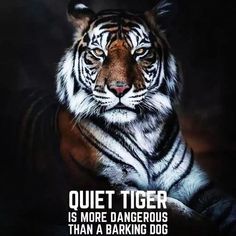 a tiger with the caption quiet tiger is more dangerous than a barking dog,