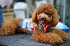 a brown poodle wearing a sweater sitting on top of a wooden table