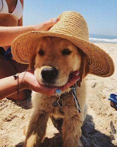 a dog sitting on the beach wearing a hat and holding its owner's hand