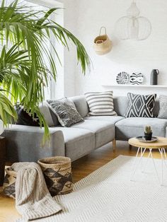 a living room filled with lots of furniture next to a large potted palm tree