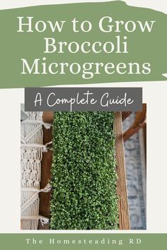 the complete guide to growing broccoli microgreens in your home and garden