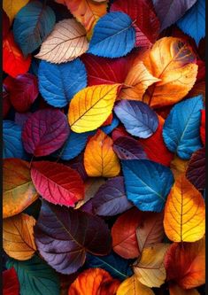 many different colored leaves are arranged together on the ground and one is red, yellow, green, blue