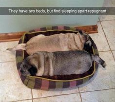 two dogs are sleeping in their beds on the floor, one is brown and the other is black