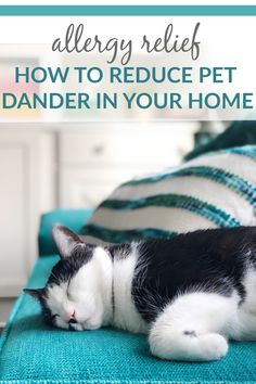 a black and white cat sleeping on a bed with text overlay that reads, allergy relief how to reduce pet dander in your home