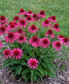 some pink flowers are growing in the grass