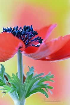 a red flower with the words buenos dias in spanish on it's side