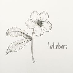 a pencil drawing of a flower with the words hellebore on it