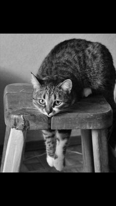 a black and white photo of a cat sitting on top of a wooden stool looking at the camera