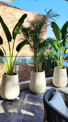 three potted plants sitting on top of a table next to each other in front of a window