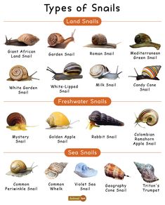 different types of snails and their names