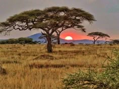 the sun is setting in the distance behind some trees and grass with mountains in the background