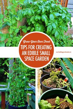 several different types of plants growing in pots with the words tips for creating an edible small space garden