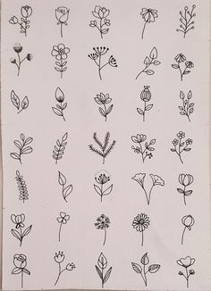 various flowers drawn in black ink on white paper