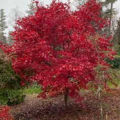 a tree with red leaves in the middle of a field and some bushes behind it