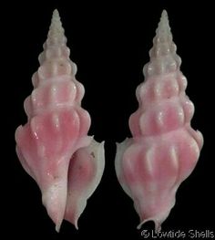 two pink seashells on a black background, one has a white shell and the other has a light pink shell