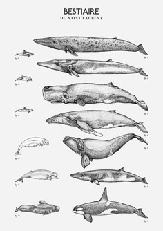 the different types of whales are shown in black and white