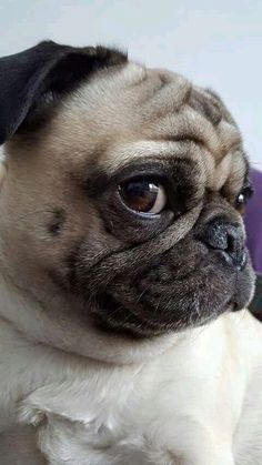 a small pug dog sitting on top of a purple chair next to a wall