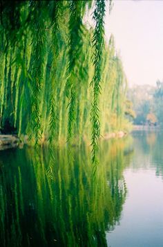 trees are reflected in the water on a sunny day