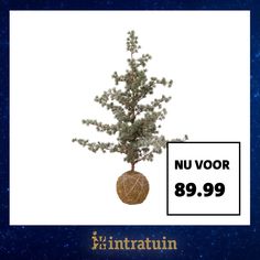 a small pine tree in a pot with a price tag on it's side