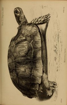 a drawing of a turtle in black and white