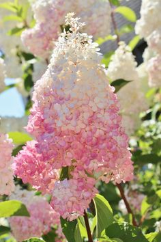 pink and white flowers are blooming in the sun