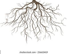 the roots of a tree on a white background are shown in black and white colors