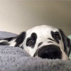 a black and white dog laying on top of a bed next to a green pillow