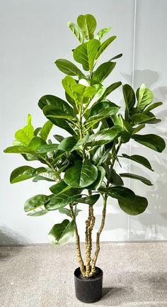 a potted plant with green leaves on the top is sitting in front of a white wall