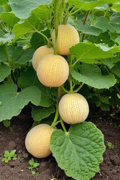 the fruit is growing on the plant in the garden