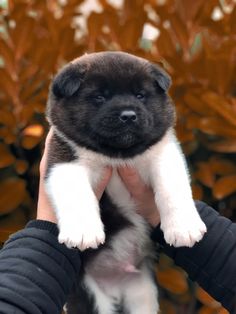 a person holding up a puppy in their hands with brown and white fur on it's back