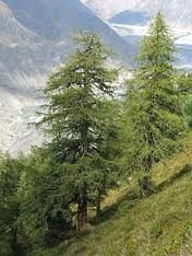 two people riding bikes down a trail in the mountains with trees on both sides and snow capped mountains behind them