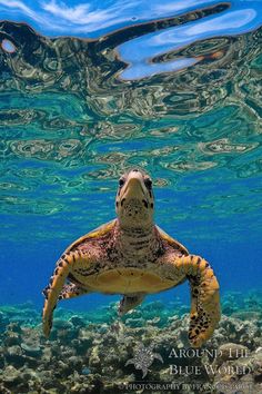 a sea turtle swimming in the ocean