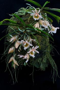 the flowers are blooming on the mossy plant with green leaves and twigs in it