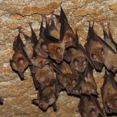 a group of bats hanging upside down on a stone wall with their mouths open and eyes closed