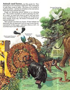 an illustrated book with animals and birds in it