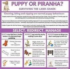 a purple poster with instructions on how to use puppy or prana for the land - shark