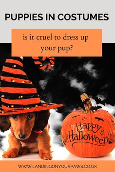 a dog wearing a witches hat next to a pumpkin with the words puppies in costumes is it cruel to dress up your pup?