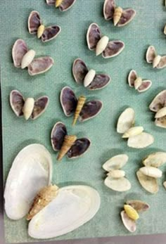 shells and clams are arranged on a sheet of green paper with butterfly wings in the middle