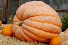 several pumpkins sitting on top of some hay