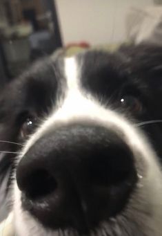 a black and white dog looking at the camera with its nose close to the camera