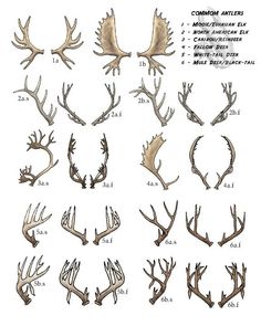 the different types of antlers