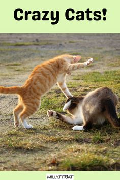 two cats are playing with each other in the grass and one cat is jumping up