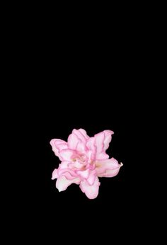 a single pink flower on a black background