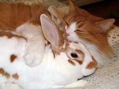 an orange and white cat laying on top of a rabbit