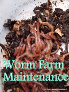 worm farm maintenance manual cover with worms in dirt and soil on the bottom right hand corner