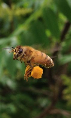 a bee is flying over an orange on a tree branch with leaves in the background